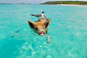 orașul Bahamas