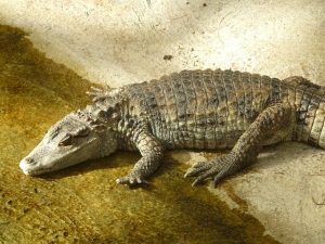 crocodi