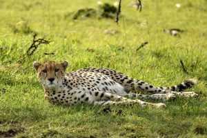 Acinonyx jubatus