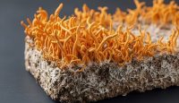 beneficii sanatate Cordyceps