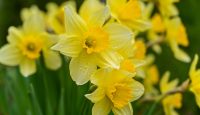 Narcisele