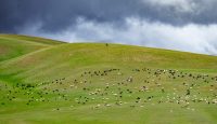 suprafata Câmpia Română